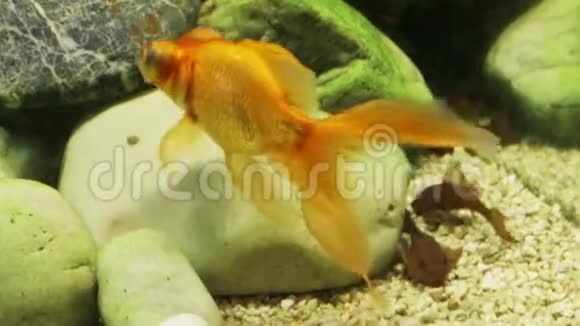 橙色水族馆鱼望远镜在水下的石头中视频的预览图
