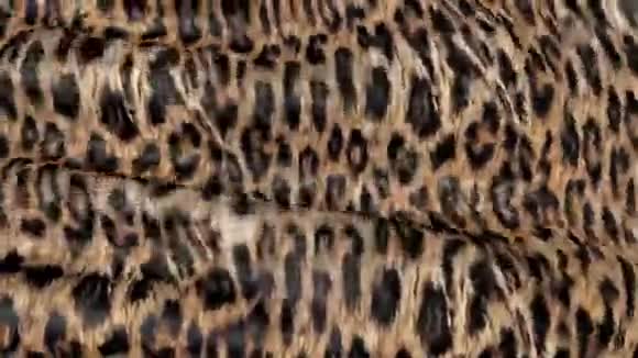 活动中的豹皮视频的预览图