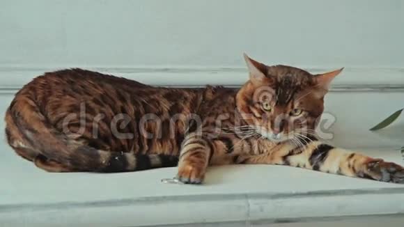 孟加拉猫躺着摸着戒指视频的预览图