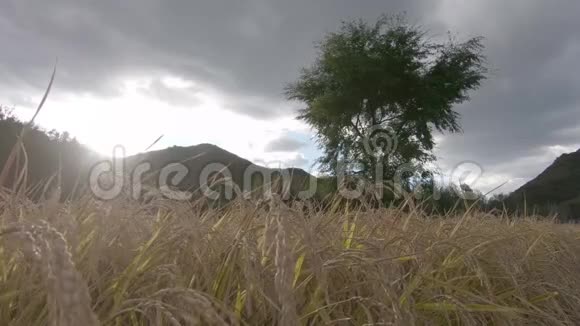 中国北京农村稻田黄金收获视频的预览图