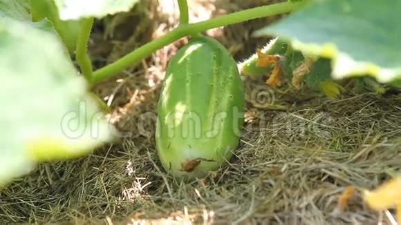 黄瓜在花园里成熟蔬菜的有机种植在浇水视频的预览图