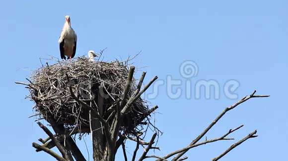 鹳雀在老树上的巢里顶着天空视频的预览图