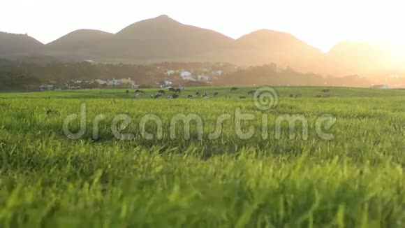 低角度拍摄的农场视频的预览图