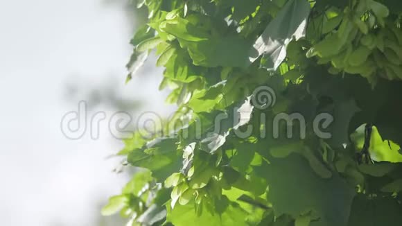 春天枫树的枝条新鲜的绿叶在树枝上与日光自然概念生活方式视频的预览图