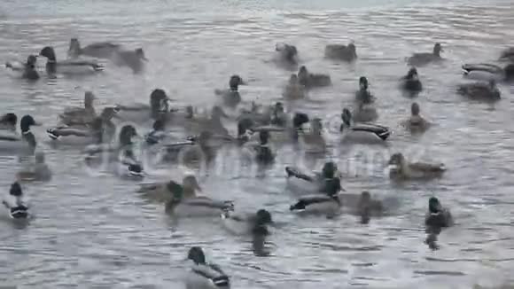 鸭子繁殖野鸭在湖里游泳为食物而战视频的预览图