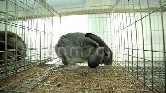 实验动物在笼子里视频的预览图