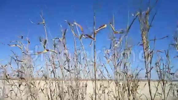 干燥的芦苇在风中以干燥的盐湖和蓝天为背景视频的预览图