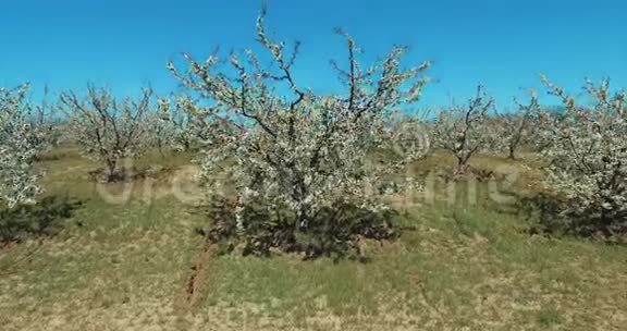 樱桃树果园开春空中飞行视频的预览图