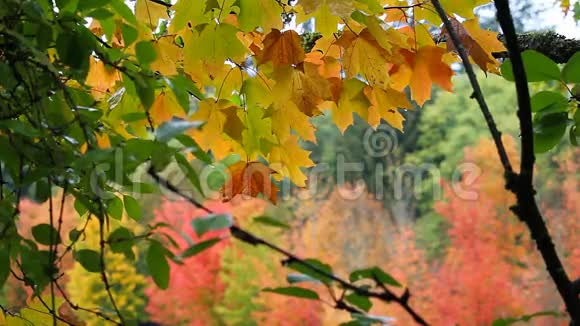 高清晰度电影的焦点博凯枫树树叶在五彩缤纷的秋季1080p视频的预览图