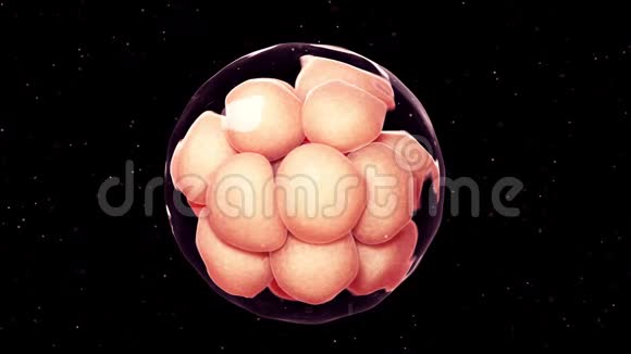16细胞期胚胎视频的预览图