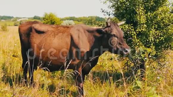 非常漂亮的不寻常的灰色牛在吃草看着摄像机的镜头视频的预览图