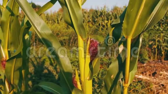 年轻的绿色玉米芯生长在玉米地附近视频的预览图