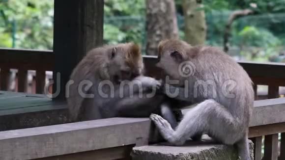巴厘岛有成年动物的猴子宝宝视频的预览图