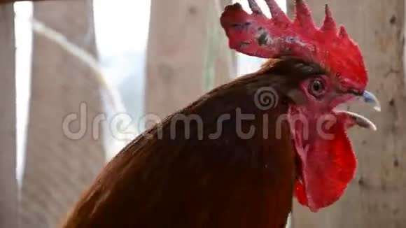 斯洛伐克的一个农场里五颜六色的公鸡在叫视频的预览图