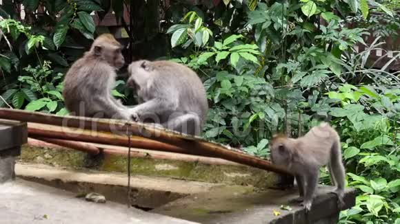 巴厘岛有成年动物的猴子宝宝视频的预览图