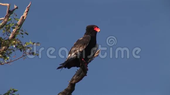 美国大草原树鹰鸟视频的预览图