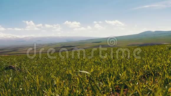 亚美尼亚高加索山脉雪山背景下的绿色新鲜多汁的春草视频的预览图