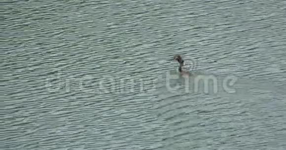 水生鸟类游泳潜入湖水中寻找食物视频的预览图