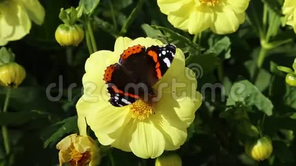 红色上将瓦内萨阿塔兰塔的蝴蝶在大丽花的一朵黄色花朵上特写视频的预览图