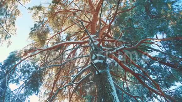 树枝太阳在日落时眩光晴雪眩光冬季景观在阴天的冬天树顶冬天的松树视频的预览图