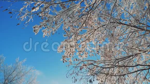 冰天雪地里的干冰枫树直升机树枝冬日的雪阳光阳光美丽的风景视频的预览图
