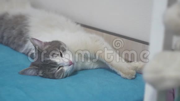 一只灰色的猫在室内宠物的床上特写镜头中睡着了猫打哈欠伸展身体翻身视频的预览图
