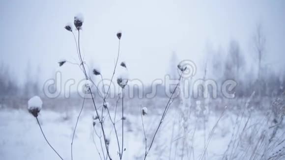 冬季景观特写与干燥植物视频的预览图