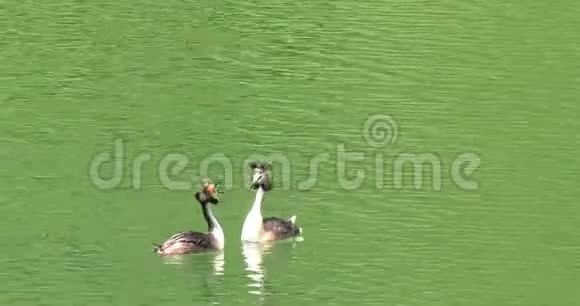 雄鸟和雌鸟求爱的仪式视频的预览图