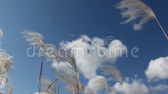 在阳光下一片羽毛的草随风在树上摇动视频的预览图