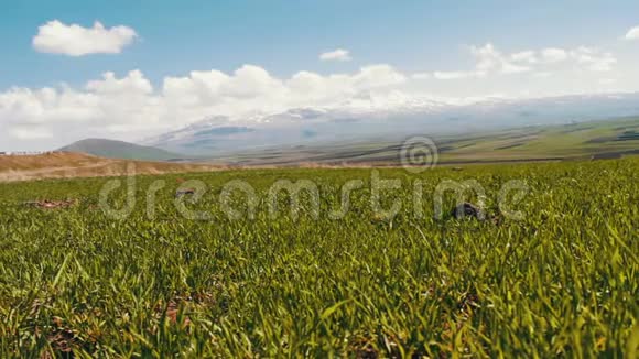 亚美尼亚高加索山脉雪山背景下的绿色新鲜多汁的春草视频的预览图