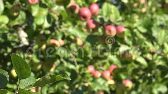 苹果树的叶子和枝条上长满成熟的红色果实生长在花园里改变焦点4K视频的预览图