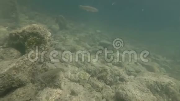 来自美丽河流栖息地的水下视频游泳接近淡水鱼丘布斯洛文尼亚博欣吉视频的预览图