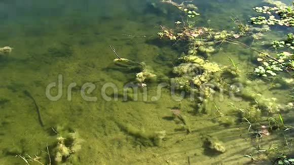 在有植物和藻类的池塘中温和的水运动视频的预览图