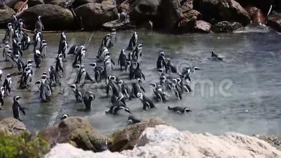 可爱的企鹅在南非玩水视频的预览图