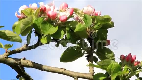 苹果在四月在树上开花视频的预览图
