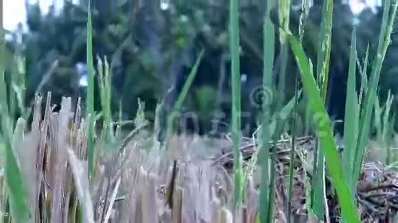巴厘Ubud水稻茎秆与棕榈树背景特写视频视频的预览图