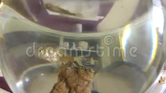 小金鱼慢慢地游着鱼缸视频的预览图