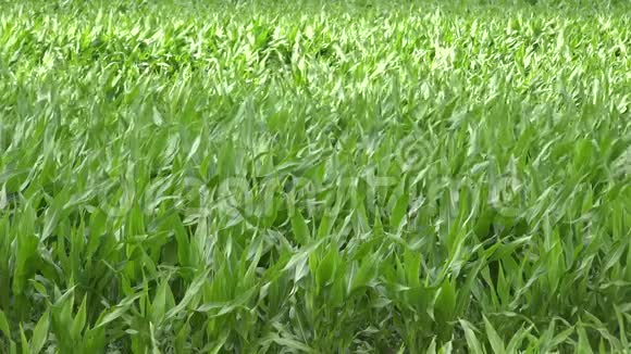农村拖拉机在夏季给玉米田施肥4K视频的预览图