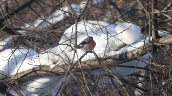 红牛雀坐在树枝上冬天吃视频的预览图