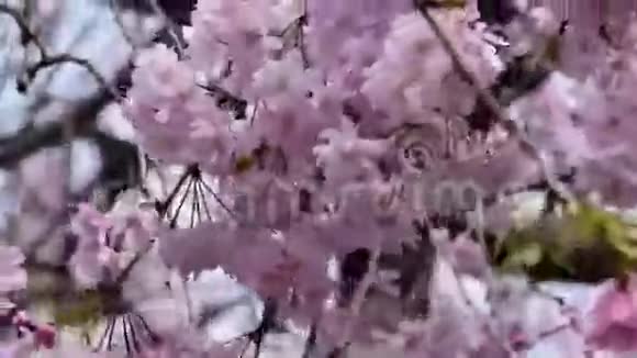 粉嫩的樱花枝在风中摇曳视频的预览图