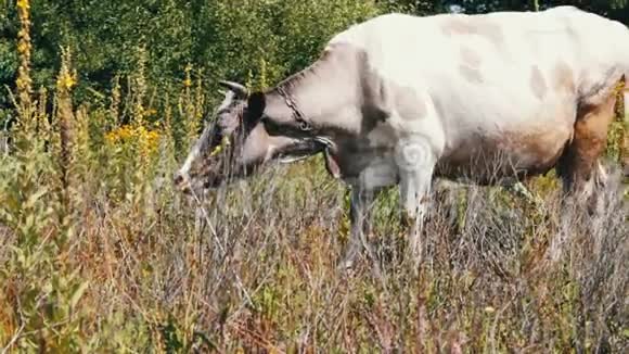 白大牛正在草地上吃草视频的预览图