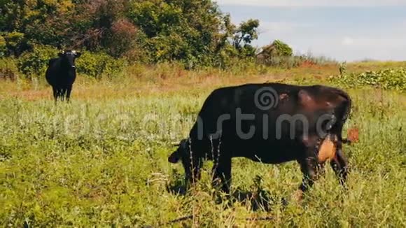 黑色的大牛在草地上吃草一种农业动物正在放牧视频的预览图
