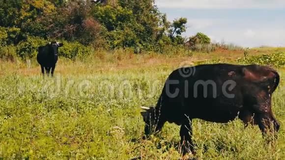 黑色的大牛在草地上吃草一种农业动物正在放牧视频的预览图