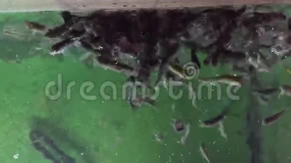 加拉鲁法在美丽的绿水中的鱼水疗中心视频的预览图