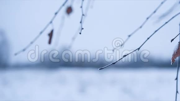 白桦树枝在雪中离开惊慌失措循环视频的预览图