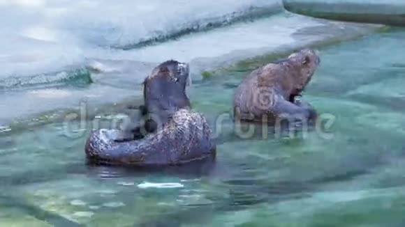 两个毛皮海豹被清洗干净并在靠近海岸的水中刮掉尾巴视频的预览图