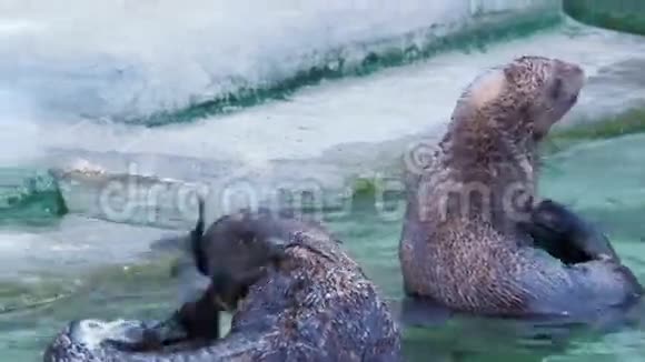 两个海豹在岸边的水中被清洗和刮掉尾巴视频的预览图