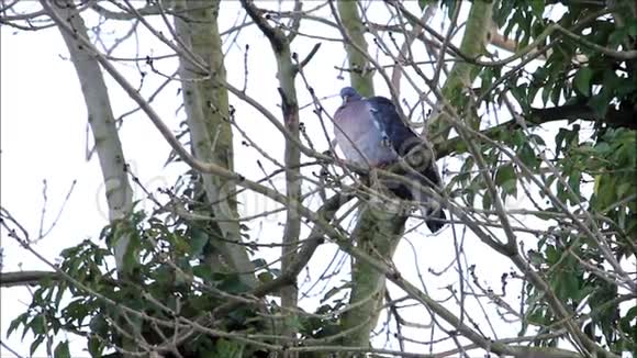 大鸽子坐在树枝上视频的预览图