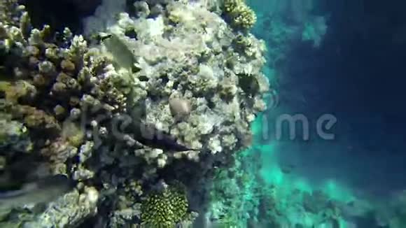 深海中有珊瑚的人视频的预览图