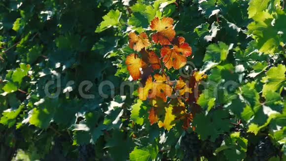 阳光明媚的日子里一串成熟的葡萄视频的预览图